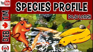 DOJO LOACH PROFILE AND CARE GUIDE