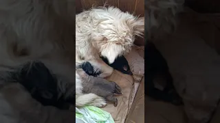 собака кормит щенков