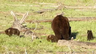 Grizzly Mom and 3 Cubs, with Separate Grizzly Bear, Yellowstone NP, June 2023