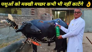 गाय भैंस को मक्खी मच्छर काटते हैं क्या करें || Mosquito and house fly bite cow buffalo what to do ||