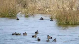 Gadwall and American Black Ducks