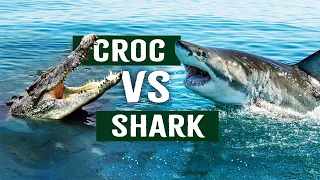 Shark Vs Croc: Which Is The Most Deadliest Apex Predator? | Wildlife Documentary