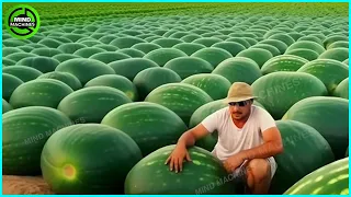 The Most Modern Agriculture Machines That Are At Another Level, How To Harvest Watermelon In Farm ▶7