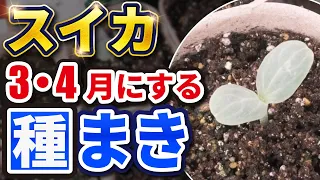 【第1回】スイカ栽培　種まき〜発芽後の大切な作業とは？【家庭菜園】