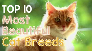 Top 10 Most Beautiful Cat Breeds - Do you agree? - Cuddly Critters TV’s List