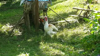 Turkey vs Rooster.
