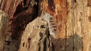 Puss Moth Cerura vinula caterpillars, cocoons and adults emerging