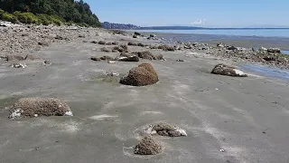 White Rock beach at low tide.