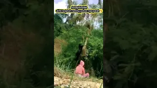 Astaghfirullah. ukhti terjatuh ranting pohon nya patah.masya Allah ukhti bercadar cari rezeki