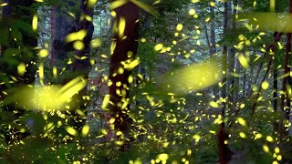 Watch Elkmont synchronous fireflies light up the Smokies