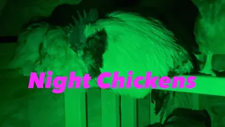 Why & How Chicken’s Roost At Night