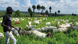 Boer goats crossing with 100s of  local Galla goats.