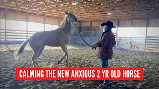 D/C  Calming The Young Anxious and Troubled Horse