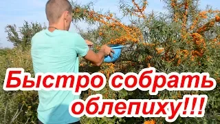 Сбор облепихи, лучший способ