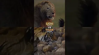 Lion vs Tiger