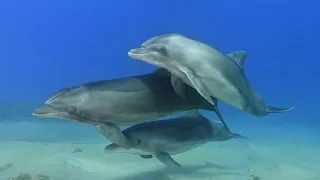 Gopro 11, Dolphin Reef, Eilat
