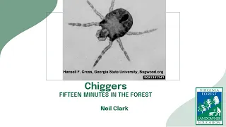Fifteen Minutes in the Forest: Chiggers