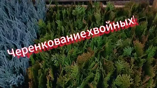 Начинаю черенковать хвойные.