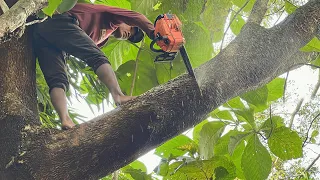 Very Dangerous... Cut down 2 High Risk Trembesi Trees ‼️