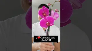 Curiosidades de las orquídeas,  las flores más bellas del mundo #orchidcare #orchids #orchidlovers