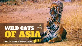 Wild Cats, Asia [2024] हिन्दी डॉक्यूमेंट्री | Wildlife documentary in Hindi