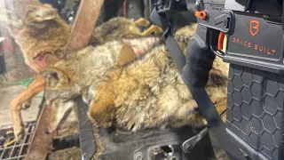 Coyote hunting, 5 coyotes down with Brace Built Rifles and Pulsar Thermal scopes!(5 second Triple)