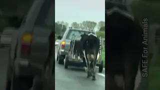 Mother Cow Runs After Truck Taking Away Her Babies #shortsfeed