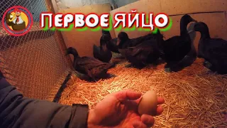Утки Каюги, первое яйцо