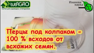 МАКСИМУМ ВСХОДОВ СЛАДКОГО и ОСТРОГО ПЕРЦА. Простой способ с гарантией - за 40 лет ни разу не подвел!