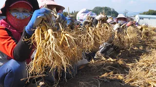 Korea's health specialties! Dry Ginseng powder Mass Production Factory