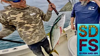 Yellowtail Fishing Coronado Islands Mexico Baja California Spring Sportfishing San Diego SDFS