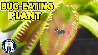 World's largest Venus flytrap can eat insects whole!