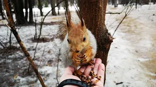 Белка испугалась собаки, успокоилась и вернулась, но была прогнана конкурентом 😅 Squirrel got scared