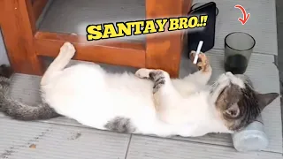 BIKIN NGAKAK🤣.! Begini Yang Dilakukan Kucing Ketika Sendiri Dirumah🤣.! Video Kucing Lucu