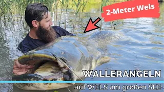 Wallerangeln - Auf WELS am großen SEE - 2-Meter Wels