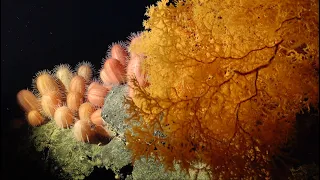 Ecosystems of Importance | Seamounts of the SE Pacific - Week 5