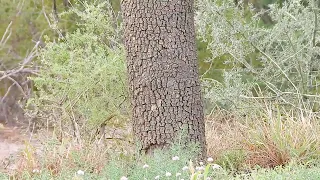 Corzuela Parda ( Mazama gouazoubira ) aka Guazuncho, viracho, guasuvirá, asú virá, sachacabra, urina