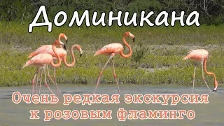 Доминикана. Очень редкая экскурсия - Розовый фламинго. Экскурсии в Доминикане.