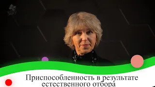 Приспособленность в результате естественного отбора. 9 класс.