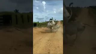 attitude 🔥 bull 🐂 fighting