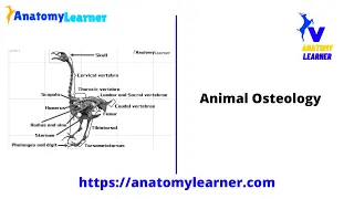 Avian Osteology – 9+ Amazing Facts You Should Know