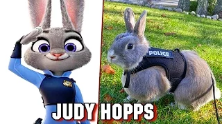 Zootopia In Real Life 2017