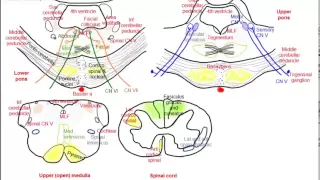 Pons, simplified sections of internal structure