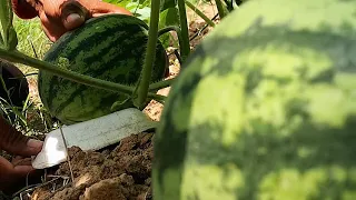 Growing watermelon at small farm. How to grow watermelon