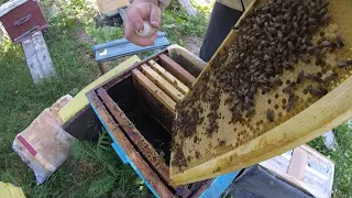 Beekeeping for beginners/Объединение слабых пчелосемей через газету...