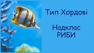 Загальна характеристика хрящових і кісткових риб