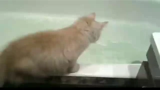 Коты падают в воду! Подборка смешных моментов с котами под музыку (ржака полная)