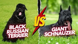 Black Russian Terrier vs Giant Schnauzer - Who Is Better?