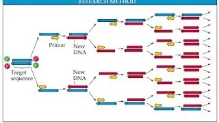 PCR (polymerase chain reaction) in detail