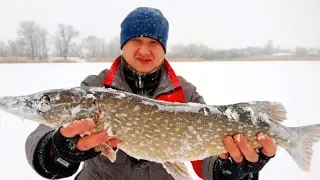 РЫБАЛКА на ЖЕРЛИЦЫ ТРОФЕЙ ПОЙМАН  ЩУКА ГОРЯЧЕГО КОПЧЕНИЯ